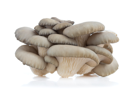 Oyster mushrooms on a white background. Fresh oyster mushrooms close-up on a white background.の写真素材