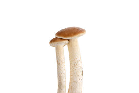 Mushrooms isolated on white background. Honey mushrooms close-up on a white background.の写真素材