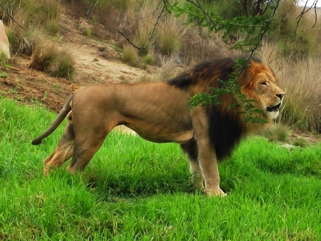 Wild lion, the king of the jungle besides a tree branch watching it's surroundings it looks to be hiding behind a tiny branchの写真素材