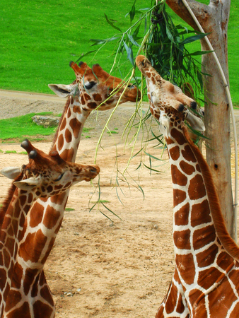 Three giraffes feeding leaves from a tall treeの写真素材