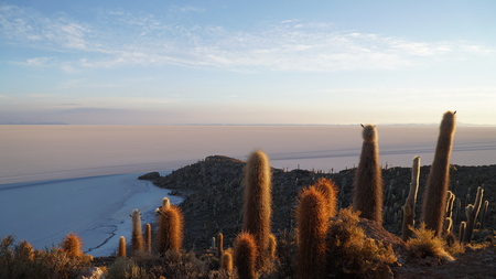 Cactus On Rock Formation In Desert Against Blue Sky, Salar De Uyuni, Boliviaの写真素材