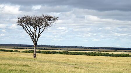 Savannah Plains and Acacia Trees
