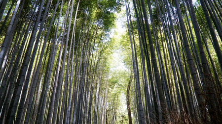 Bamboo forest in Arashiyama, Kyoto, Japan.
