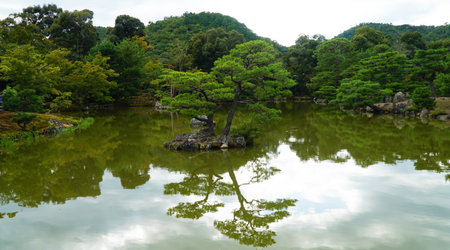 Nature Background Reflection Of The Tree In The Water At Green Forestの写真素材