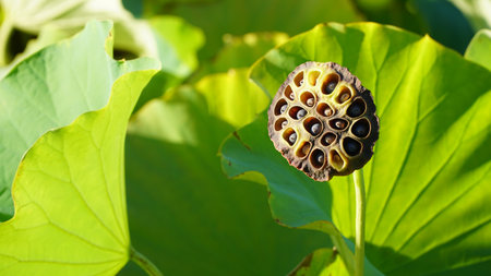 Green Lotus Seed Pods with Leaves