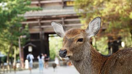 Deer of Nara Park, Japanの写真素材