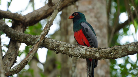 Elegant Trogon Bird in Nature