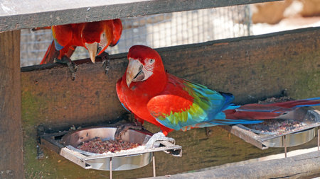 Colorful Macaw Parrots (Scarlet Macaws)