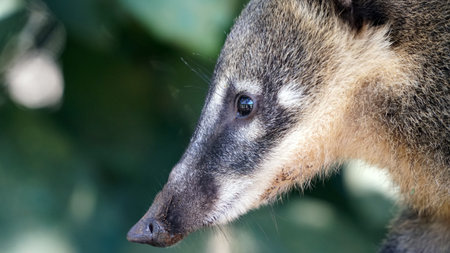 South American Coat (Nasua Nasua)
