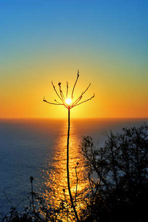 sunset floverの写真素材