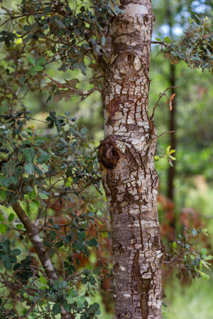 gnarled trunk in the forests of montserrat cataua spainの写真素材