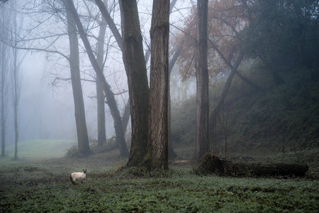 siamese cat in forest with dense fog and path in catalonia, spainの写真素材