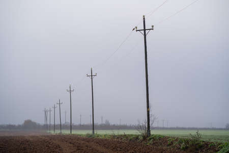 series of telephone poles in field and dense fog catalonia, spainの写真素材