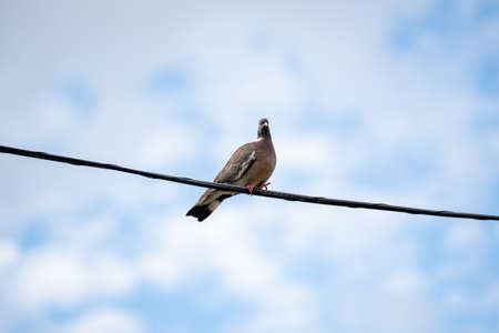pigeon perched on telephone wire with blue and cloudy sky, aiguafreda catalonia, spainの写真素材