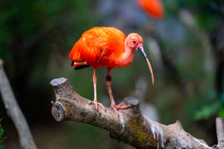 scarlet ibis on top of log,
zoo barcelona catalonia, spainの写真素材