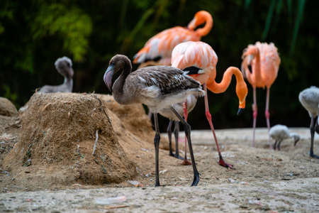 flamingo chick walking near nest with others around her,
zoo barcelona catalonia, spainの写真素材