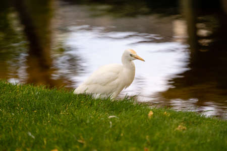 snowy egret walking above the grass with pond in the background
, zoo barcelona catalonia, spainの写真素材