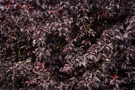wall covered by vines with maroon leaves, Catalonia, Spainの写真素材