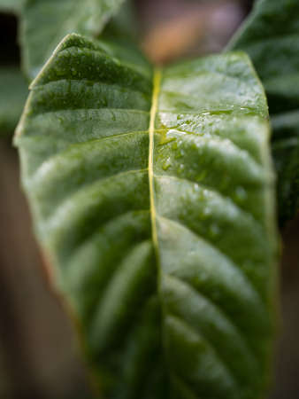 green leaf hanging with dew drops on top of it, Catalonia, Spainの写真素材