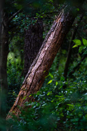 reddish trunk without bark in deep forest, Catalonia, Spainの写真素材