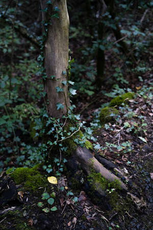humid forest with tree without bark, ferns and ivy, Catalonia, Spainの写真素材