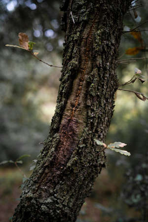 tree with greenish and cracked bark with reddish inner knot, Catalonia, Spainの写真素材