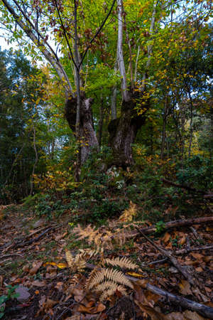 chestnut tree with trunk split in half in a v shape in the forest of merli in manlleu between the shadows with a background of autumn leaves on the ground, Catalonia, Spainの写真素材