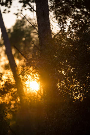 vertical photography backlit pine tree at sunset with intense orange sky in the middle of the forest, ametlla del valles, catalonia, spainの写真素材