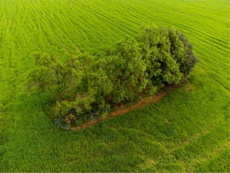 aerial view with drone island of trees in the middle of the field ametlla del valles catalonia spainの写真素材