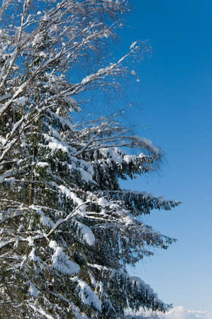Winter tree on clear sky backgroundの写真素材