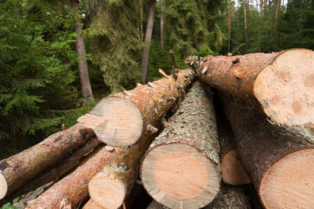 Close up timber in green forest, autumn, raw logsの写真素材