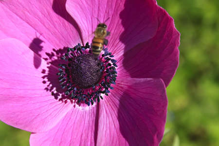 A bumblebee over a Windflower