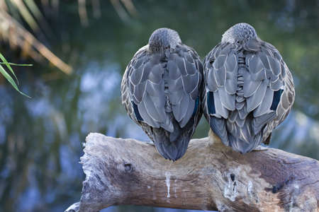 Two duck standing on a log next to a lakeの写真素材