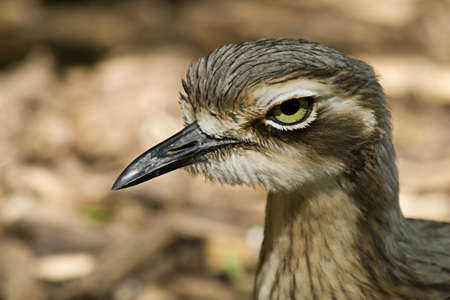 A bird with a realy big head