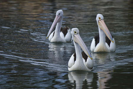 A trio of pelicans in a formationの写真素材