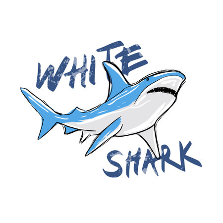 Hand-Drawn Illustration of White Sharkのイラスト素材