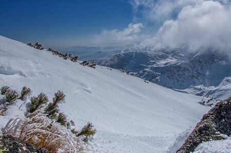 Frozen grassの写真素材