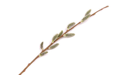 Green branch of a young tree with kidneys and ear rings.の写真素材