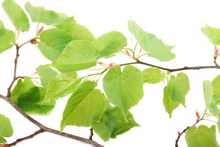 Green leaflets on a branch in a clear sunny day.の写真素材