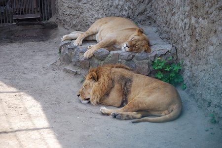 Wild lions. Lions in a zoo. Force and beauty of the nature.の写真素材