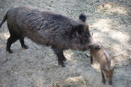 Wild boar with a small pig on walk in wood.の写真素材