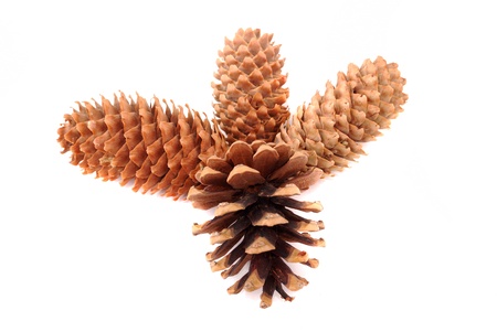 Fur-tree and pine cones on a white backgroundの写真素材