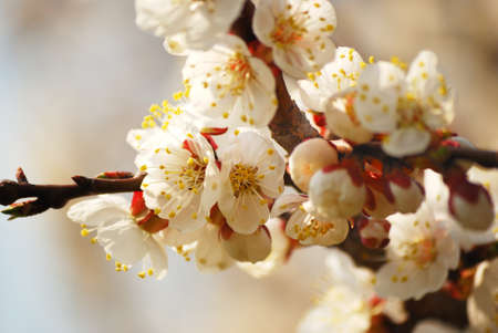Blossoming branch apricots and in a clear sunny dayの写真素材