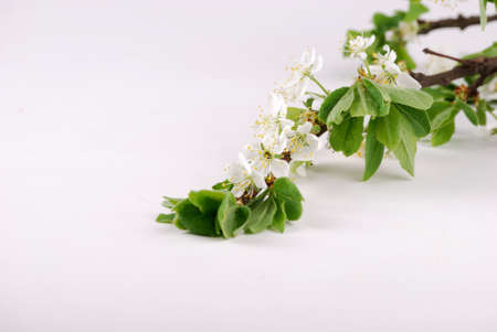 Inflorescences of white colours on branches and green leaflets.の写真素材