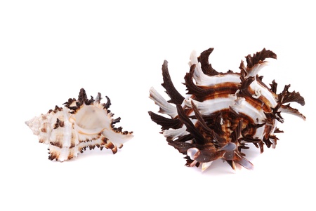 Sea cockleshells with shoots on a white background