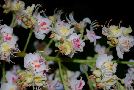 Aesculus hippocastanum (blossom of horse-chestnut tree) with honeybeeの写真素材