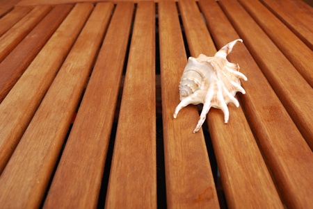  Sea shell with  reflection against braun backgroundの写真素材