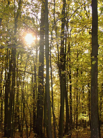 Autumn yellow leaves in the woods. Thematic picture fomr the woods..の写真素材