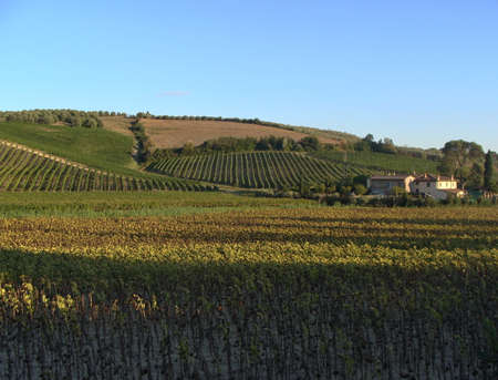 Viineyard in the autumn. Tuscany nature and the landscape.の写真素材