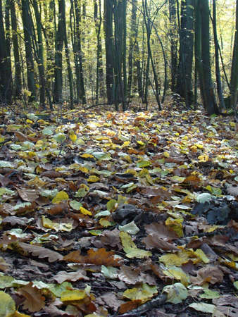 Autumn yellow leaves in the woods. Thematic picture fomr the woods..の写真素材